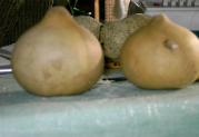 original gourds